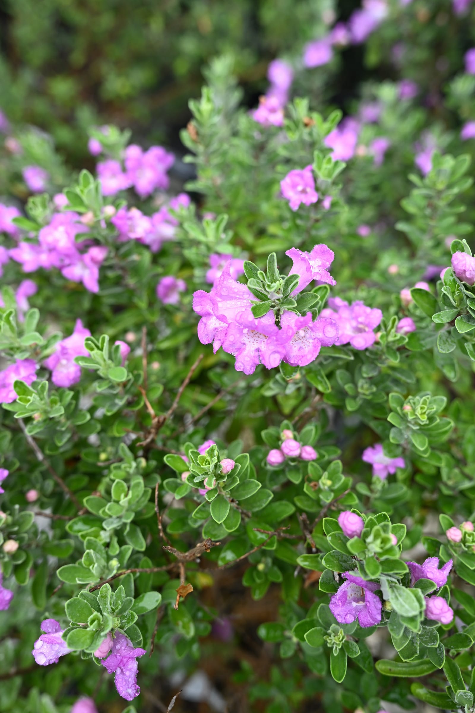 Green Cloud Texas Sage - view 3