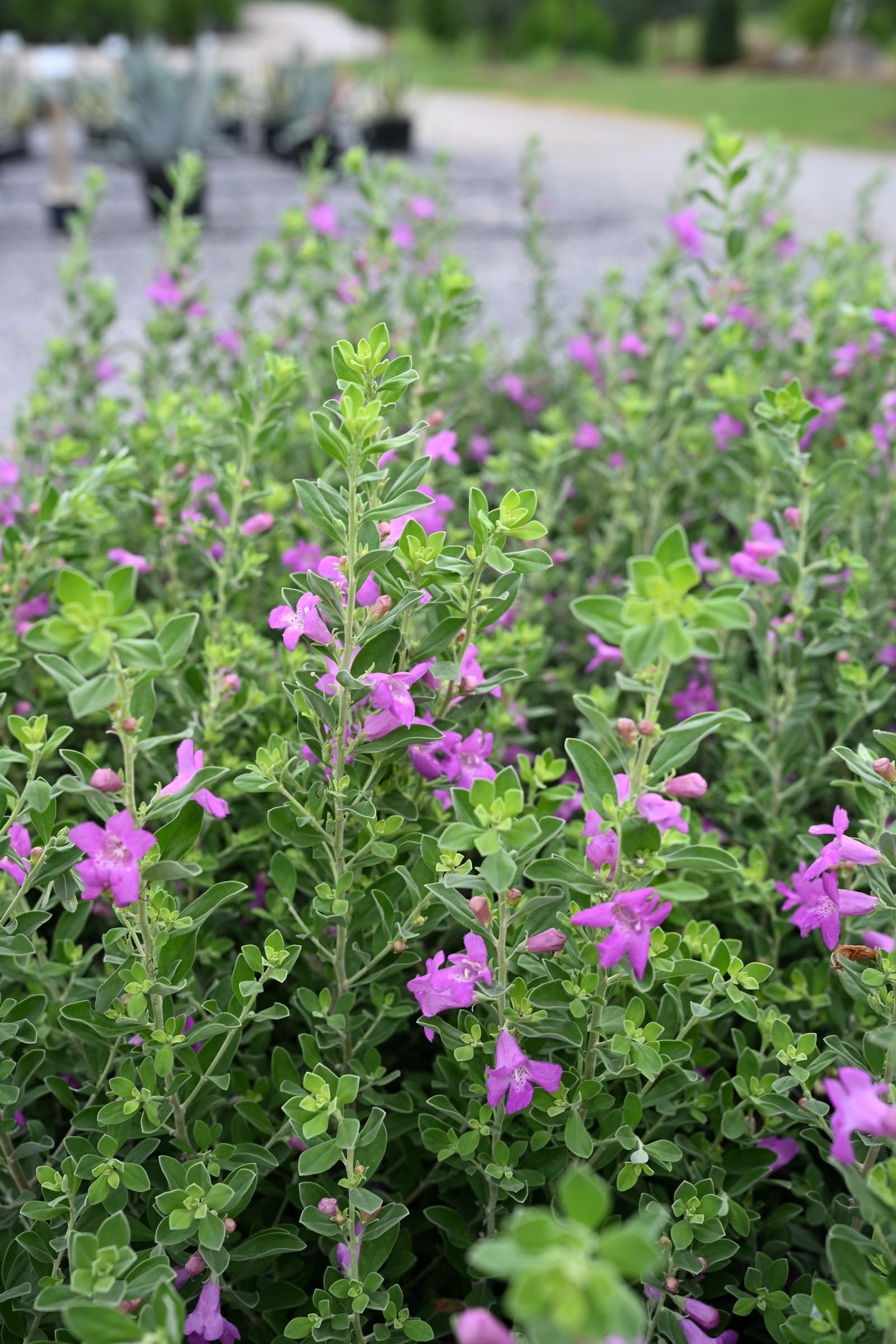 Green Cloud Texas Sage - view 2