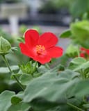 Heartleaf Rosemallow - Image 4