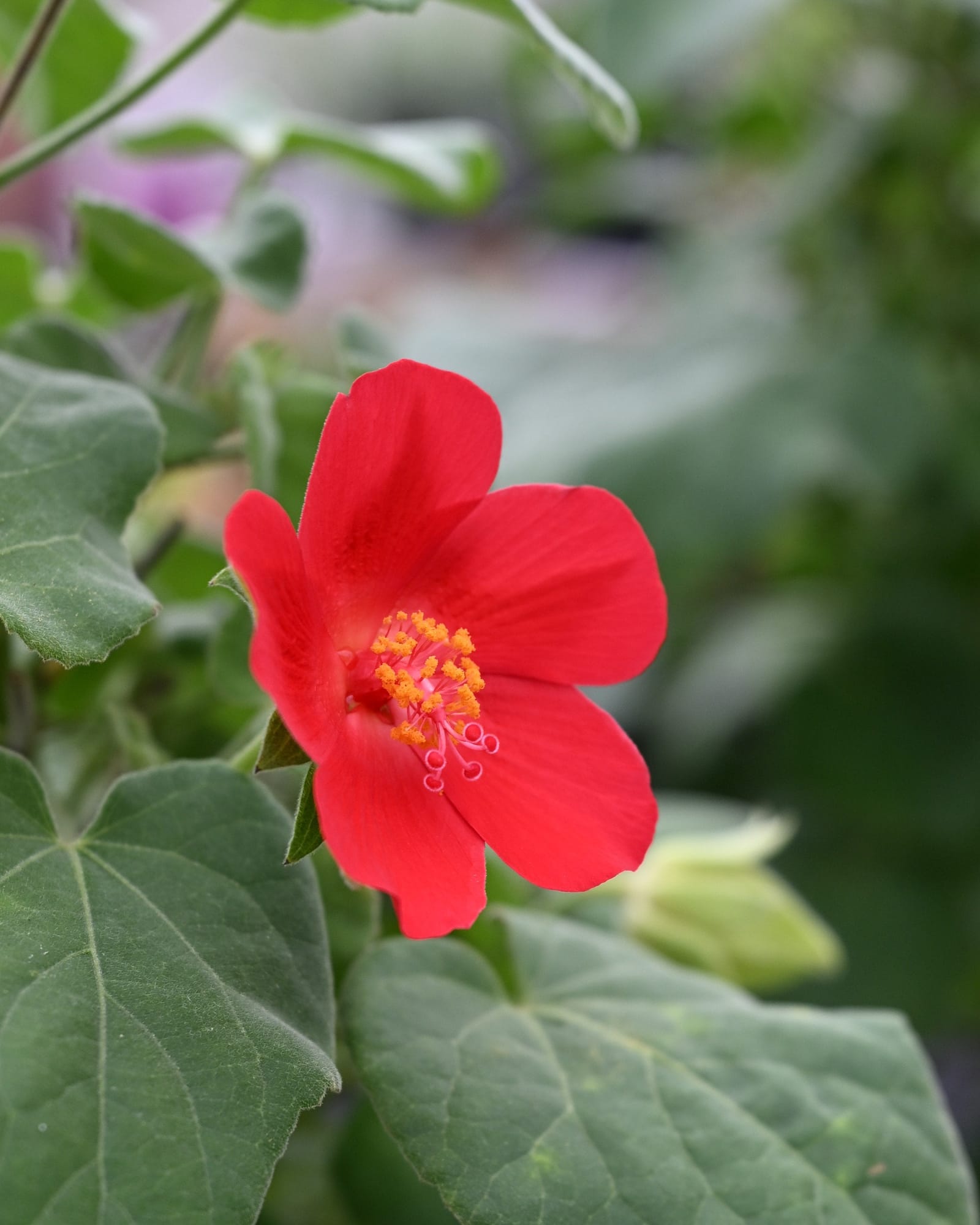 Heartleaf Rosemallow - view 3