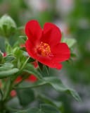 Heartleaf Rosemallow - Image 5