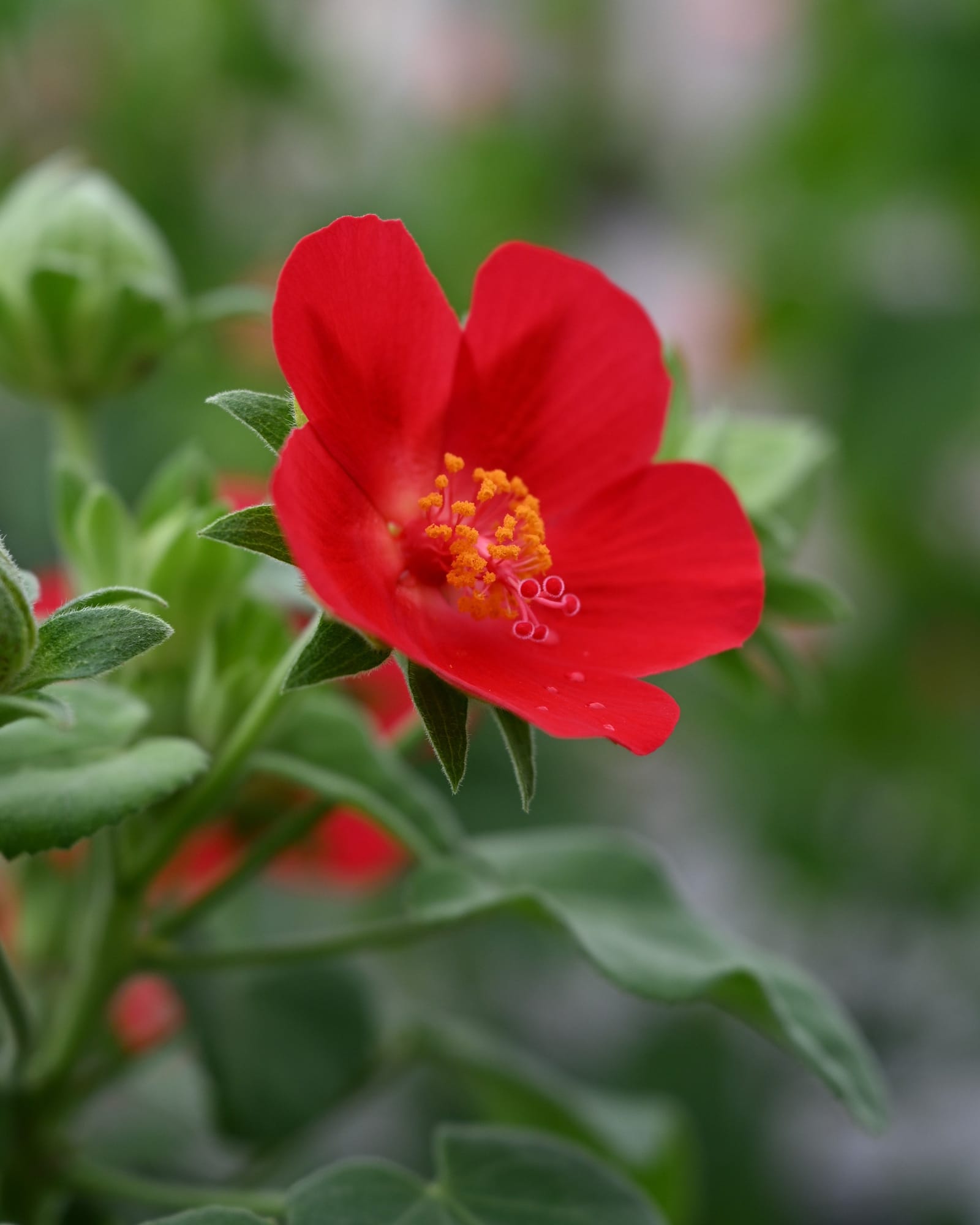Heartleaf Rosemallow - view 5