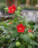 Heartleaf Rosemallow - Image 2