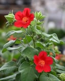 Heartleaf Rosemallow - Main Image