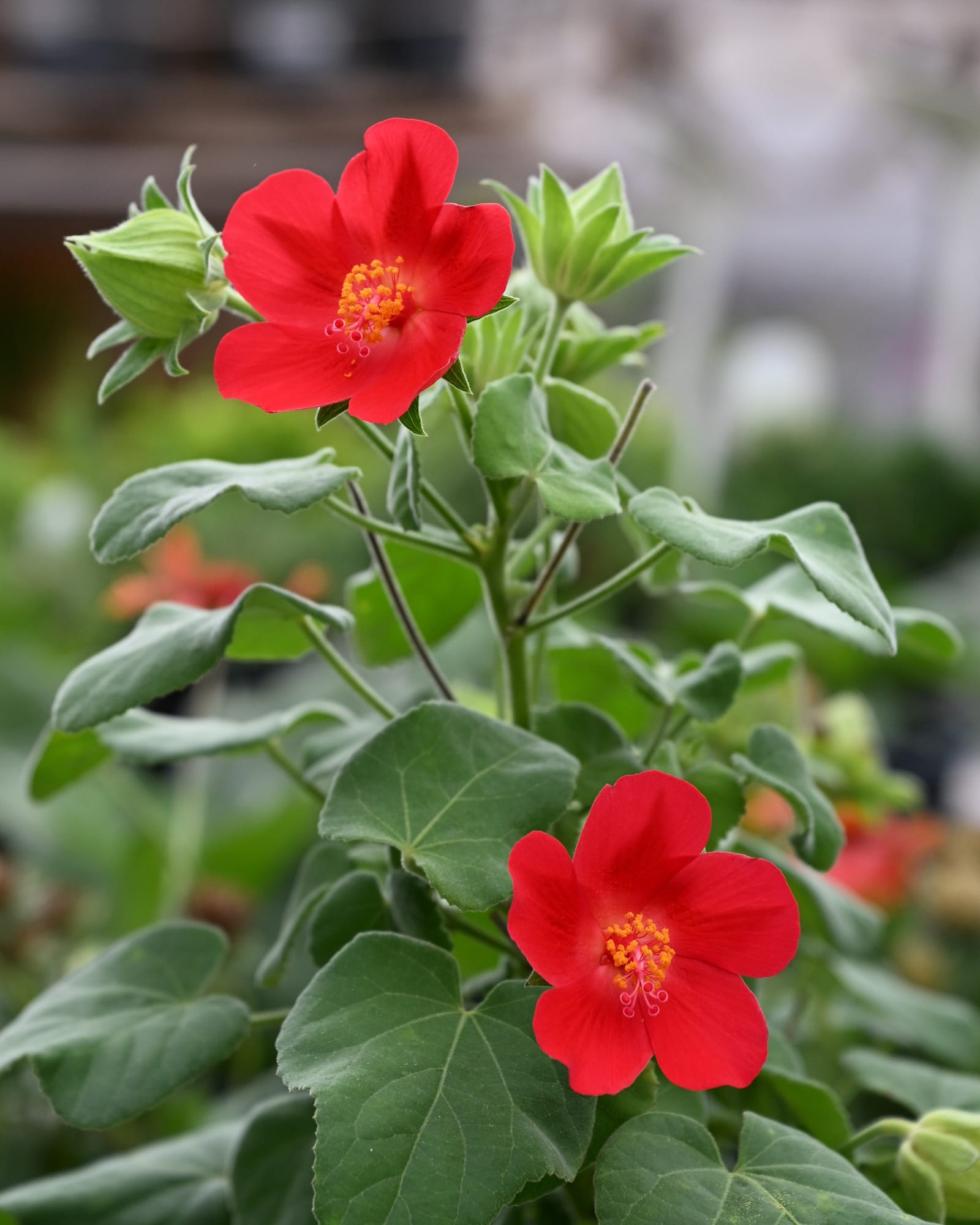 Heartleaf Rosemallow