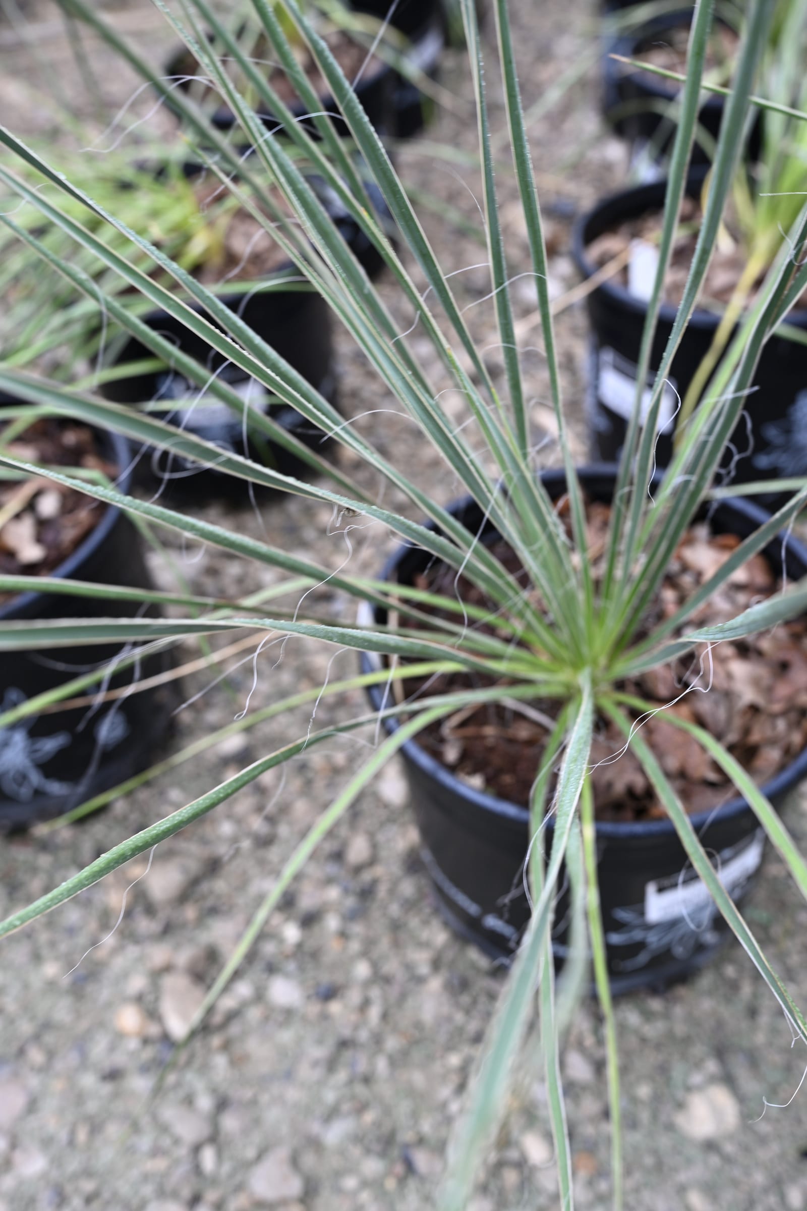 Henrietta Soapweed Yucca