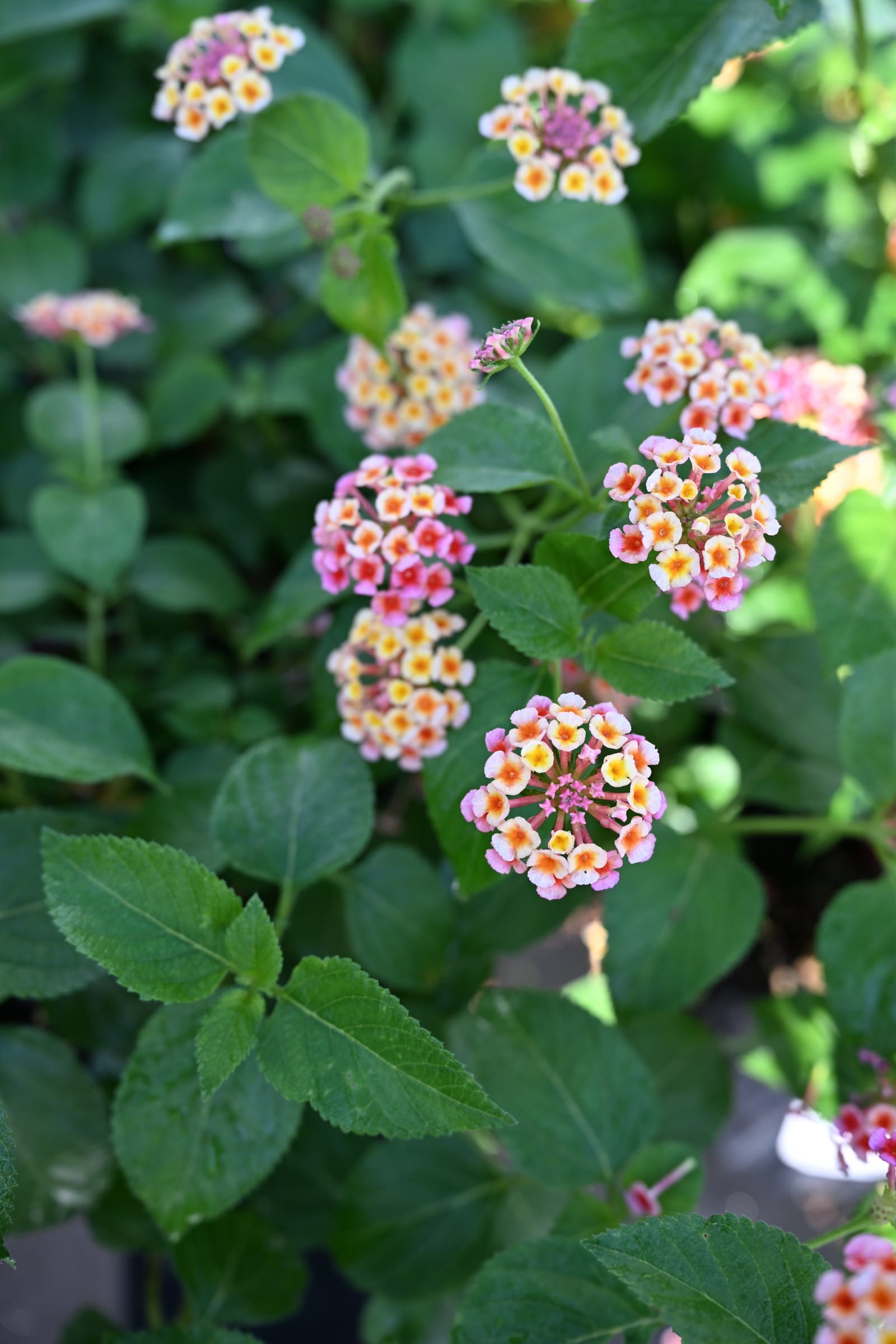 Irene Lantana - view 2