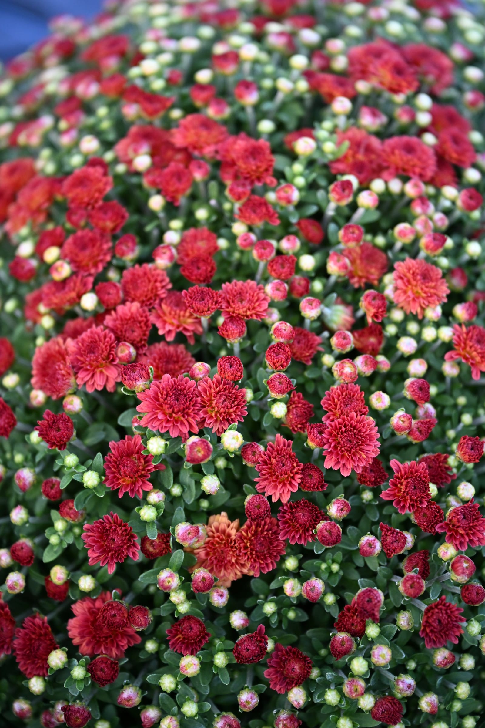 Josephine Red Mum