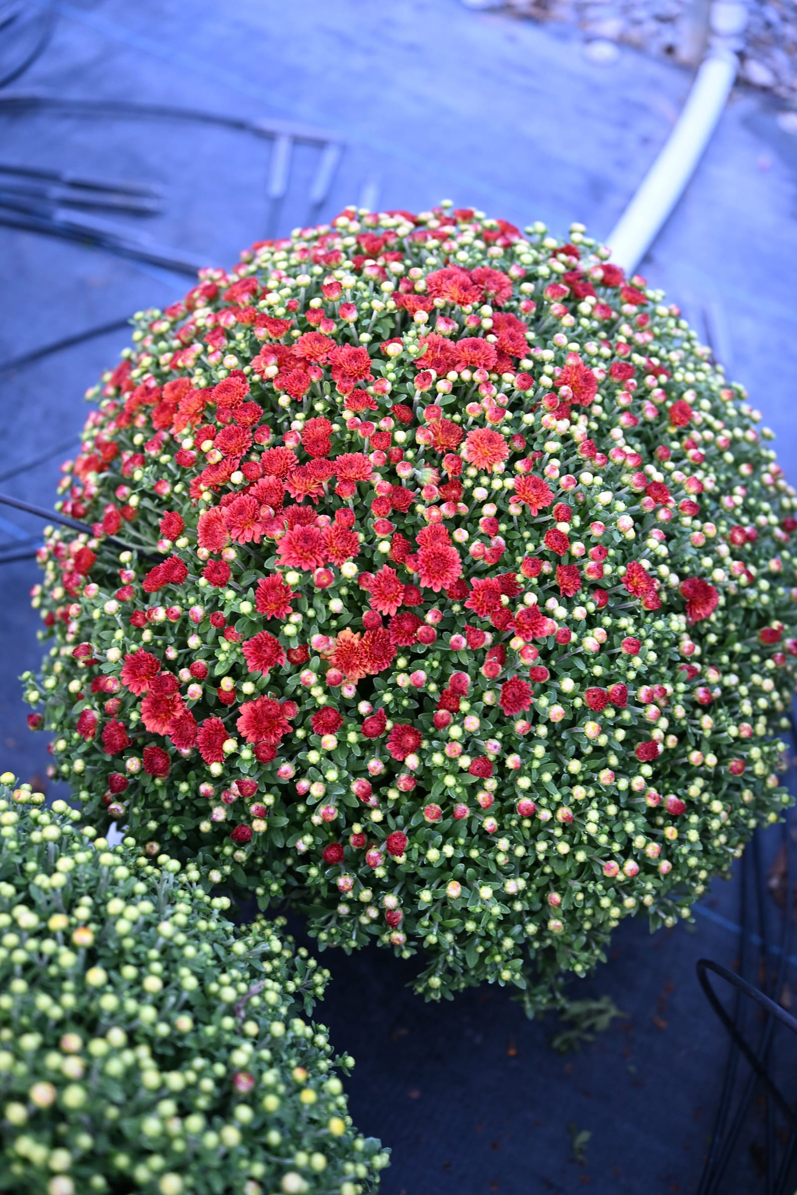 Josephine Red Mum - view 2