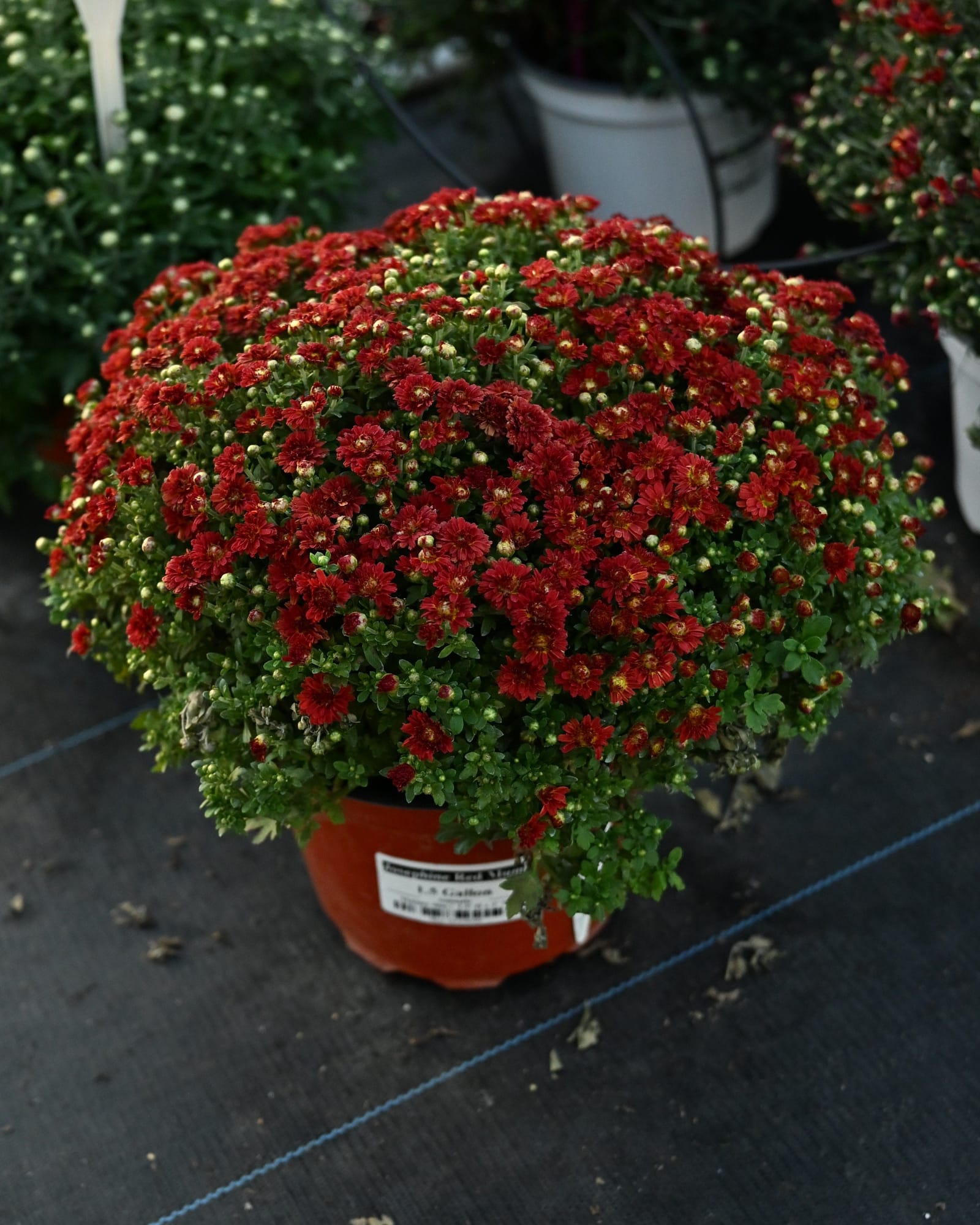 Josephine Red Mum - view 2