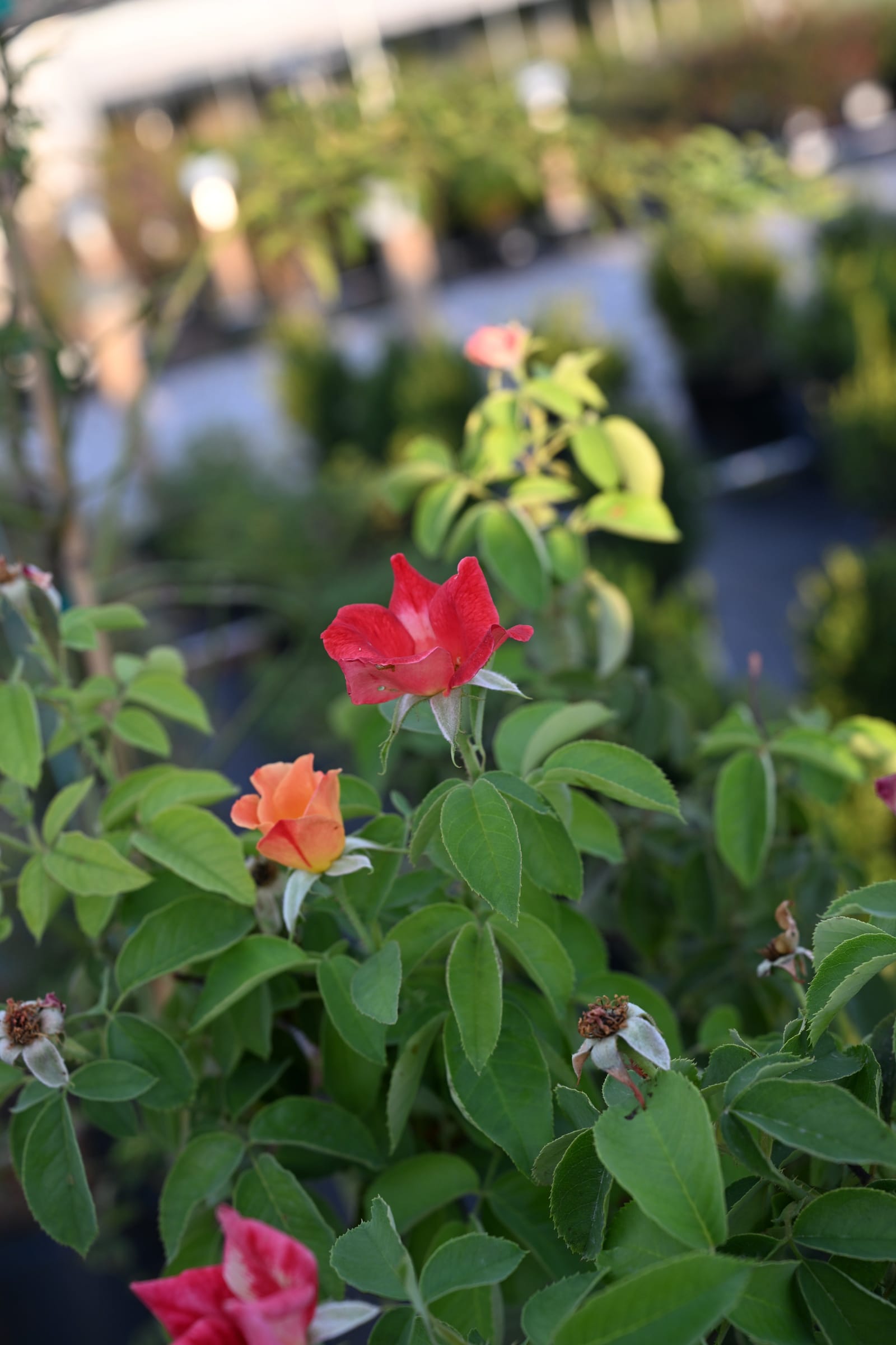 Joseph's Coat Climbing Rose - view 3