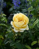 Julia Child Rose - Image 2