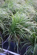 Karl Foerster Feather Reed Grass with tall green blades in nursery containers