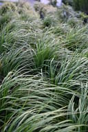 Karl Foerster Feather Reed Grass with tall arching green blades in dense nursery rows