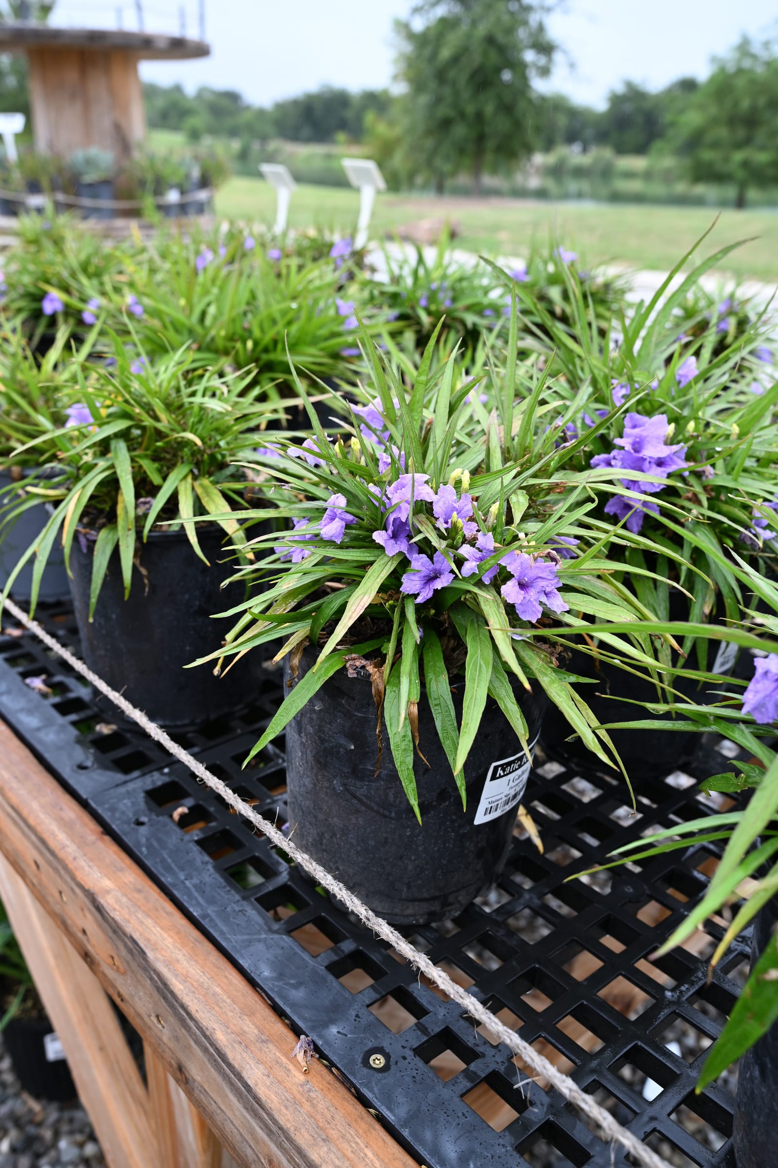 Katie Ruellia - view 5