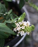 Li'l Coconut Butterfly Bush - Image 2