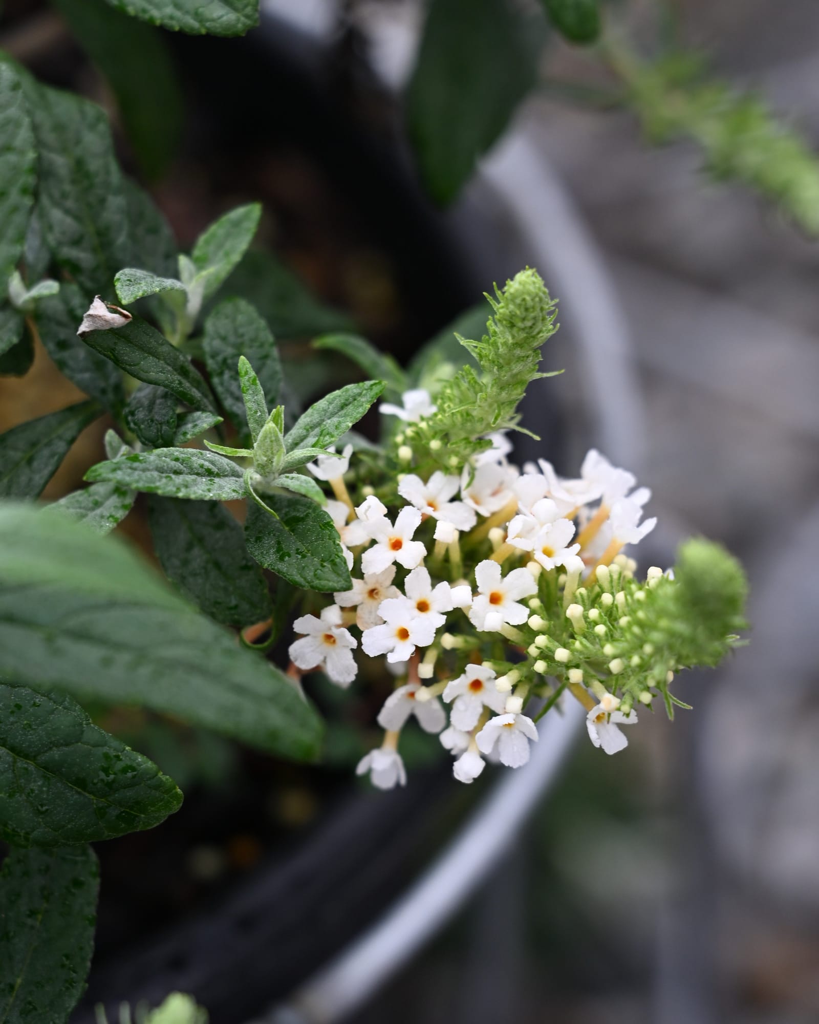 Li'l Coconut Butterfly Bush - Image 2