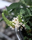 Li'l Coconut Butterfly Bush - Main Image