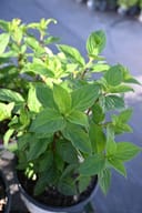 Limelight Prime Hydrangea with fresh green leaves growing in a nursery container