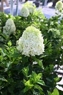 Limelight Prime Hydrangea with a large white flower cluster among green foliage