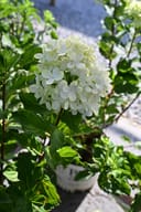 Limelight Prime Hydrangea with pale green and white flower clusters in a nursery container