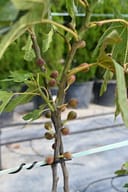 Little Miss Figgy Fig tree with ripening figs and green leaves in a nursery container