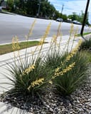 Little Miss Sunshine Yucca - Image 4