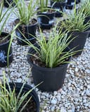 Little Miss Sunshine Yucca - Image 3