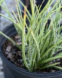 Little Miss Sunshine Yucca - Image 5