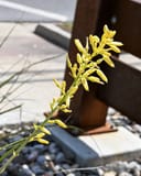 Little Miss Sunshine Yucca - Image 6