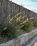 Little Miss Sunshine Yucca - Image 7