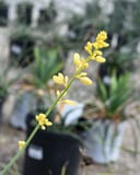 Little Miss Sunshine Yucca - Image 8