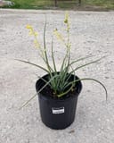 Little Miss Sunshine Yucca - Image 2
