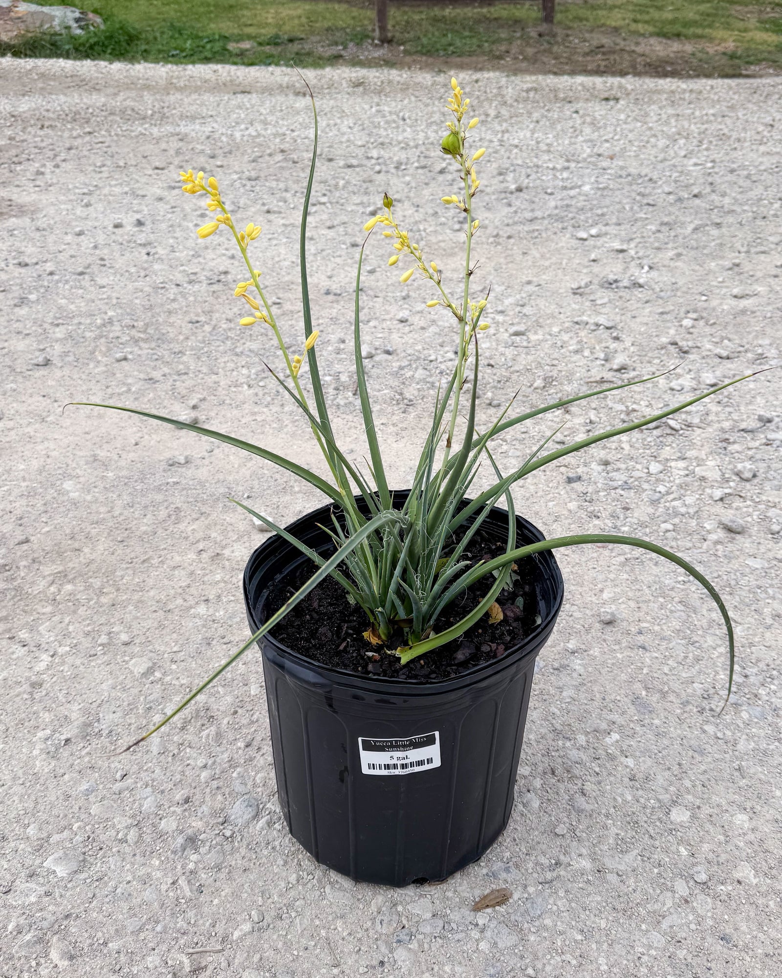 Little Miss Sunshine Yucca - Image 2