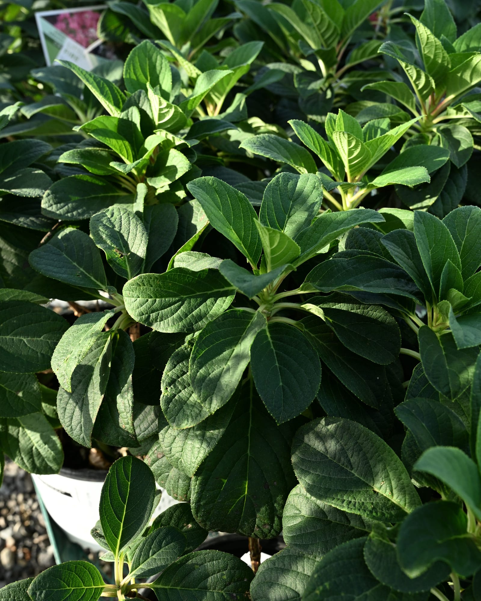 Little Quick Fire Hydrangea - view 3