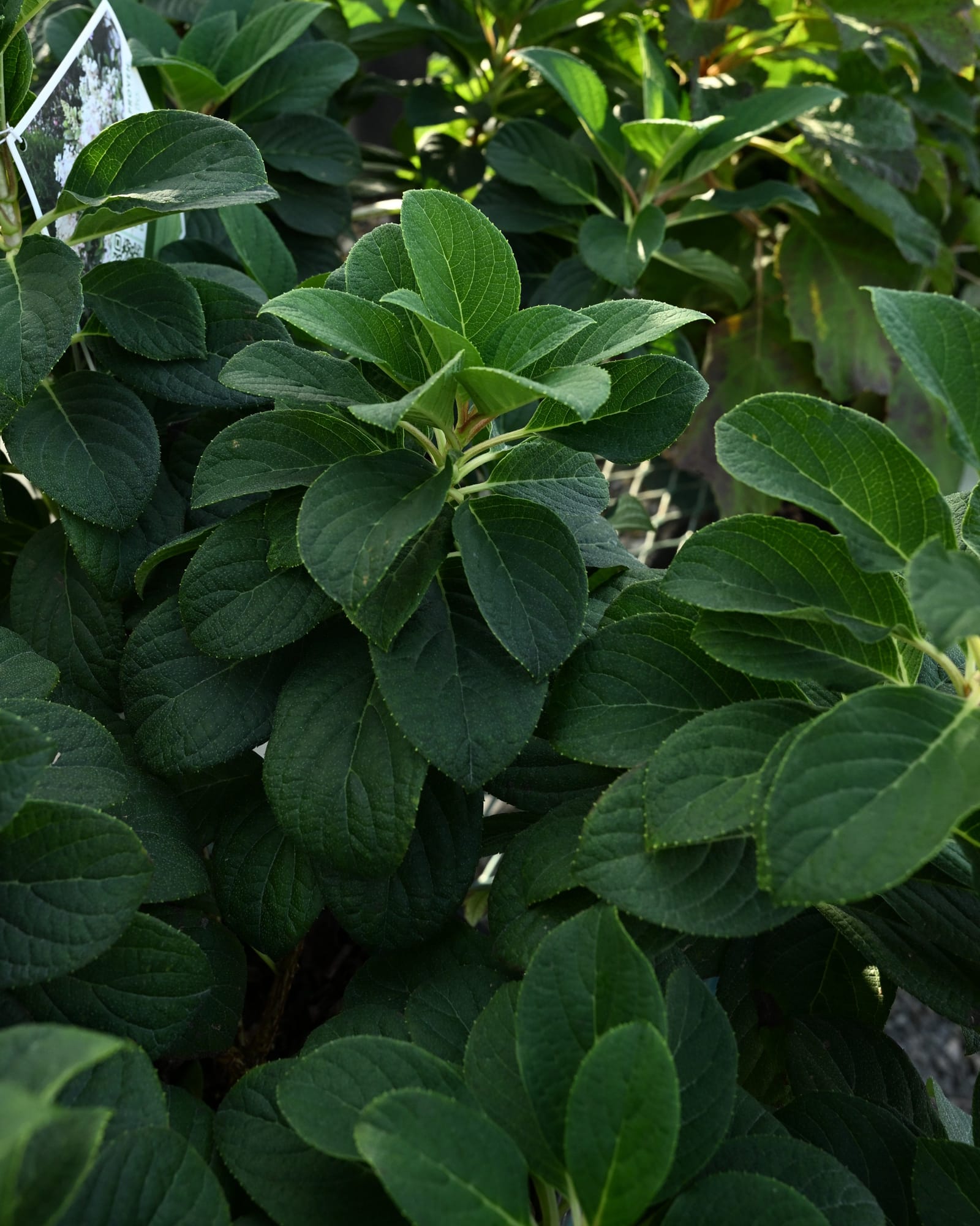 Little Quick Fire Hydrangea - view 4
