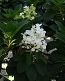 Little Quick Fire Hydrangea - Main Image