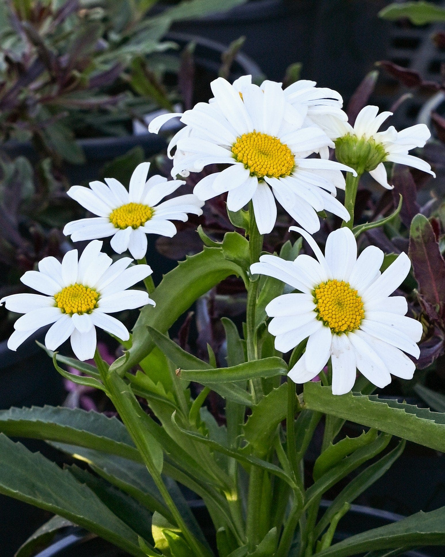 Lucille Grace Shasta Daisy - view 4
