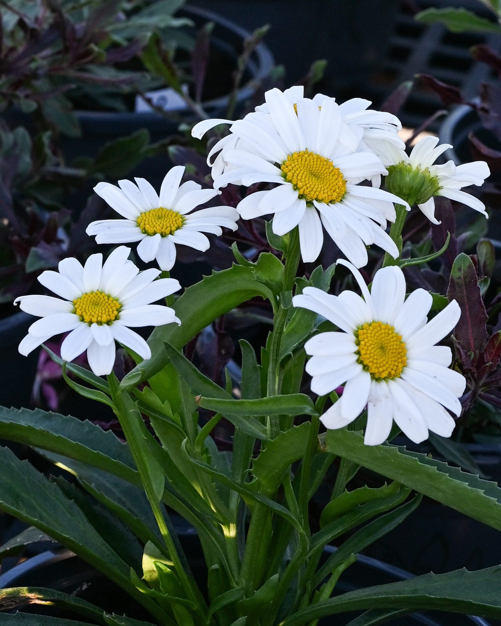 Lucille Grace Shasta Daisy