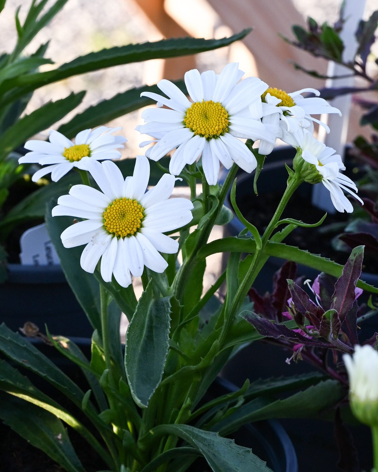 Lucille Grace Shasta Daisy - view 2
