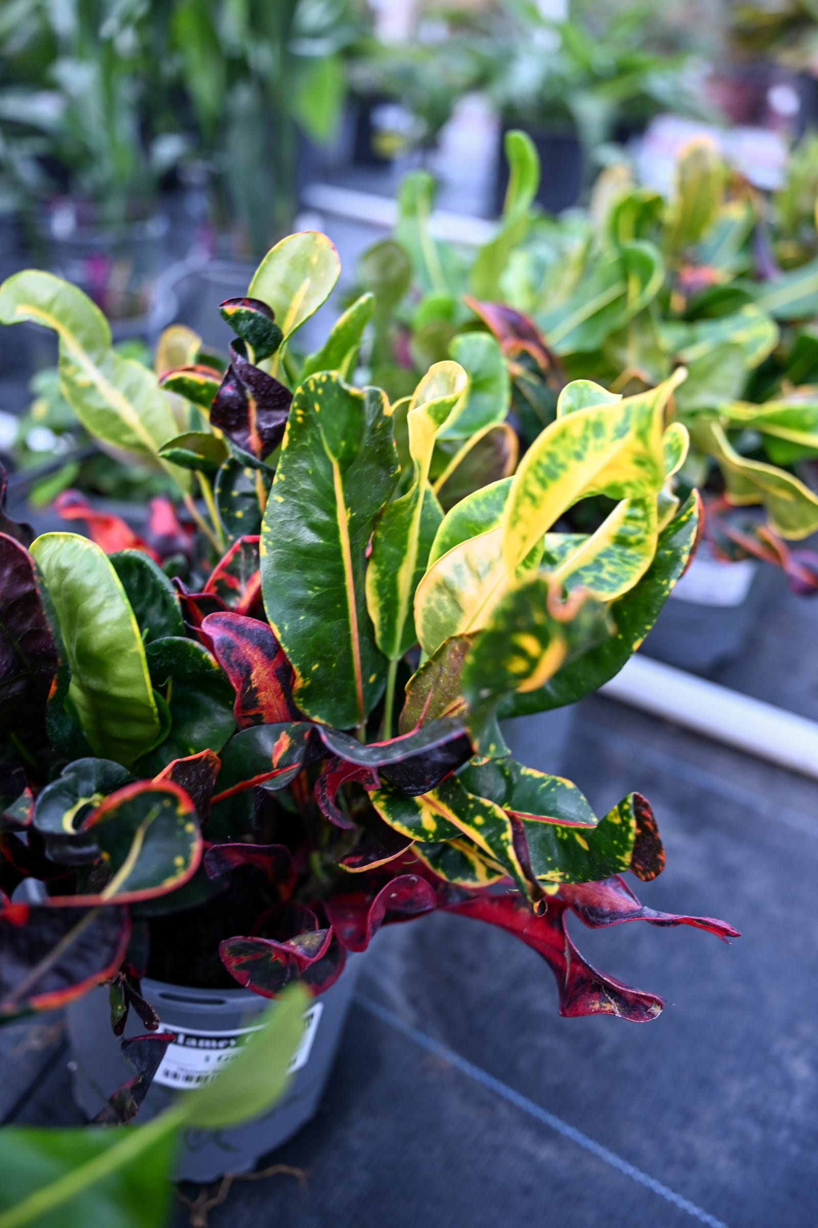Mamey Croton - view 3