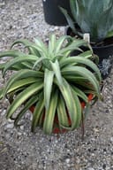 Mangave Agave Frosted Elegance with long green arching leaves in a container on gravel