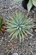 Mangave Agave Frosted Elegance with pale green pointed leaves in a nursery container