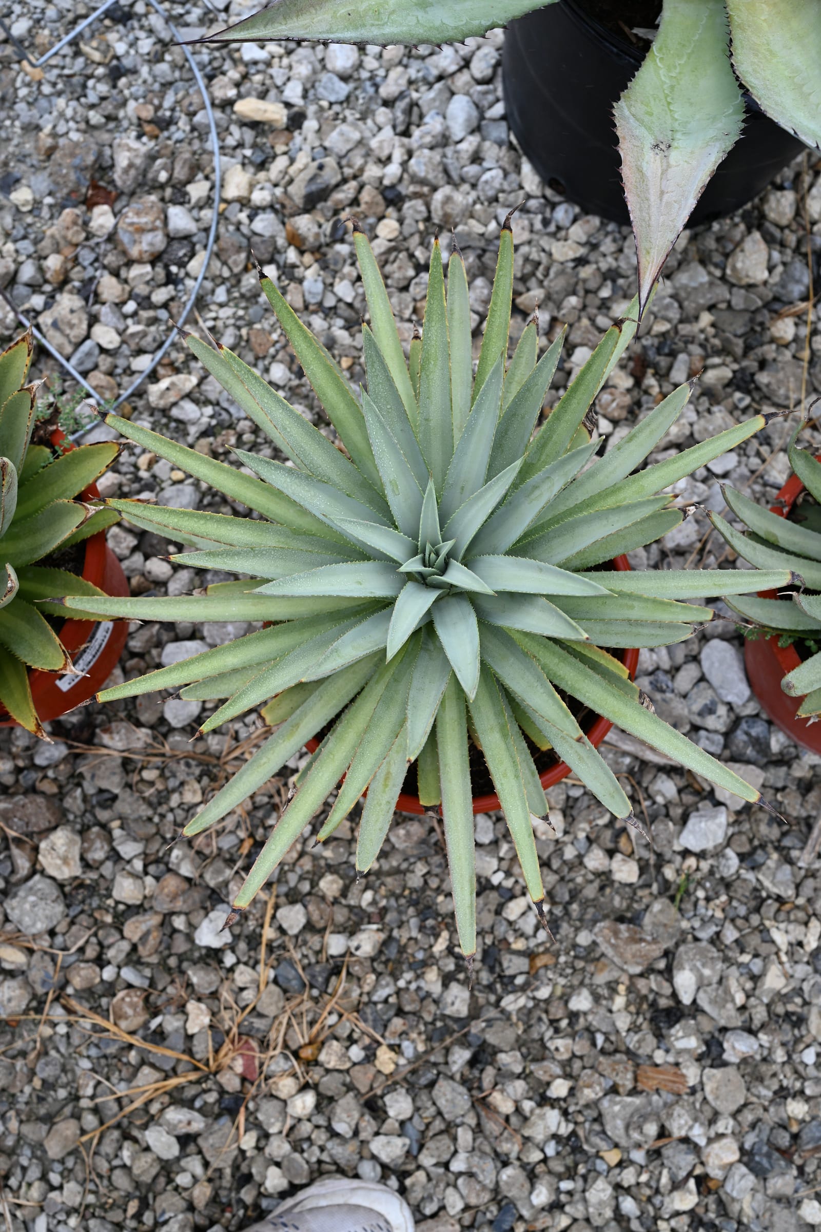 Mangave Agave Frosted Elegance - view 4