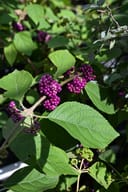 Mexican Beautyberry with clusters of bright purple berries and large green leaves