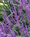 Mexican Bush Sage - Main Image