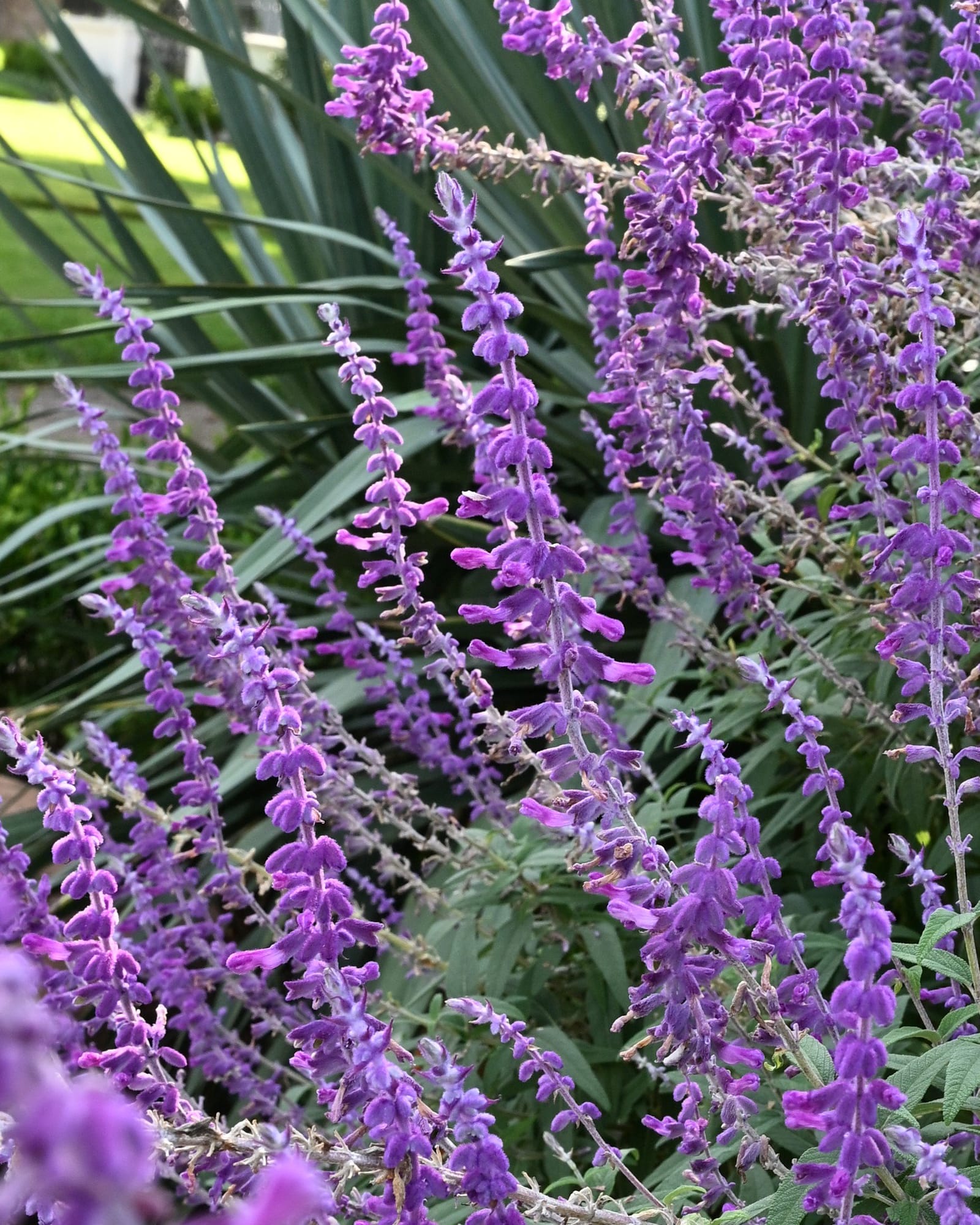 Mexican Bush Sage