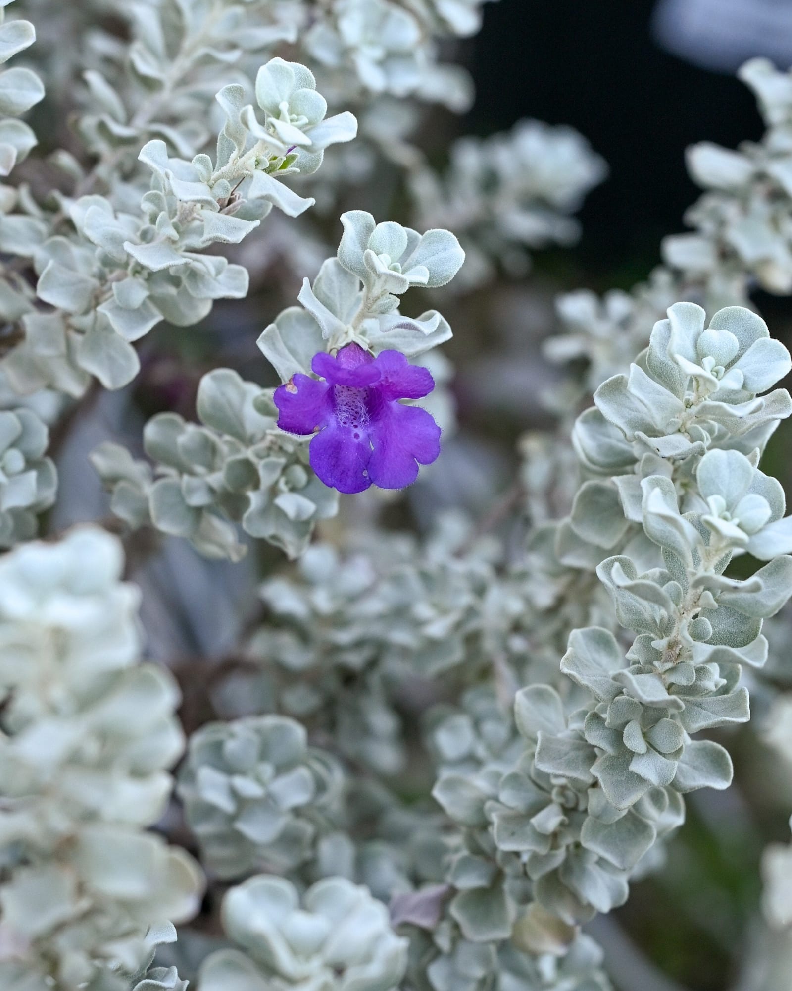 Microburst Texas Sage