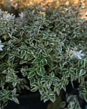 Milky Way Abelia - Image 4