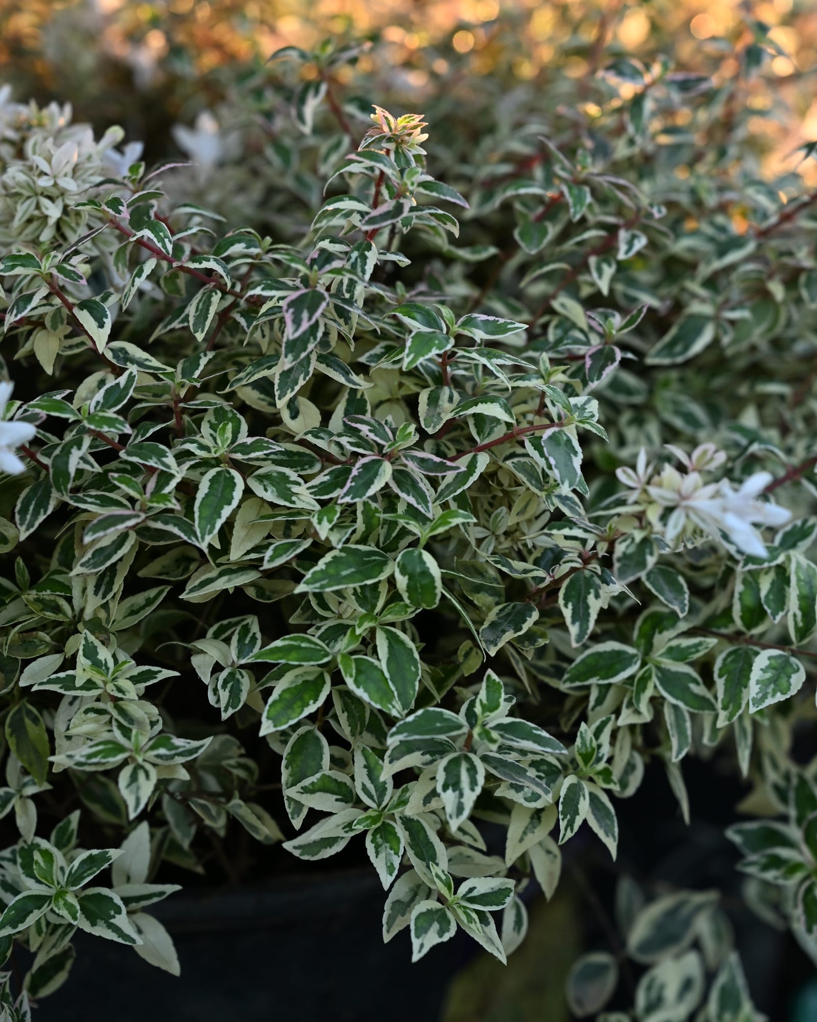 Milky Way Abelia - view 2